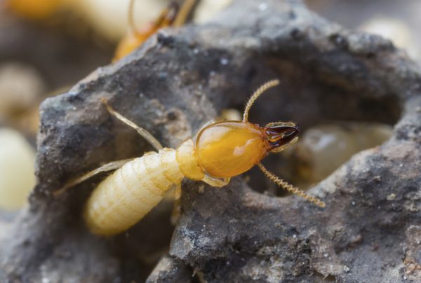 Termites - First things first