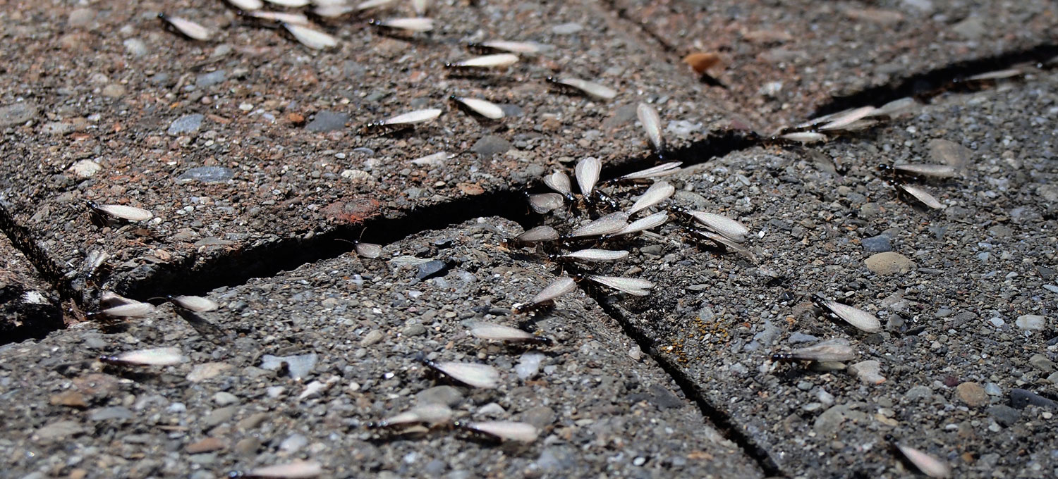     Winged termites or 